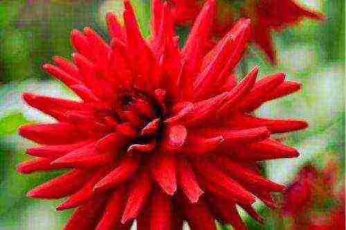 dahlia the best varieties