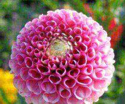 dahlia the best varieties