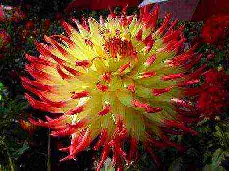 dahlia the best varieties