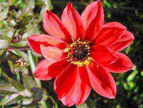 dahlia the best varieties