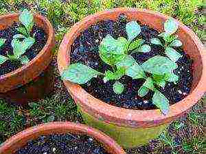 dahlia from seeds, planting and care in the open field