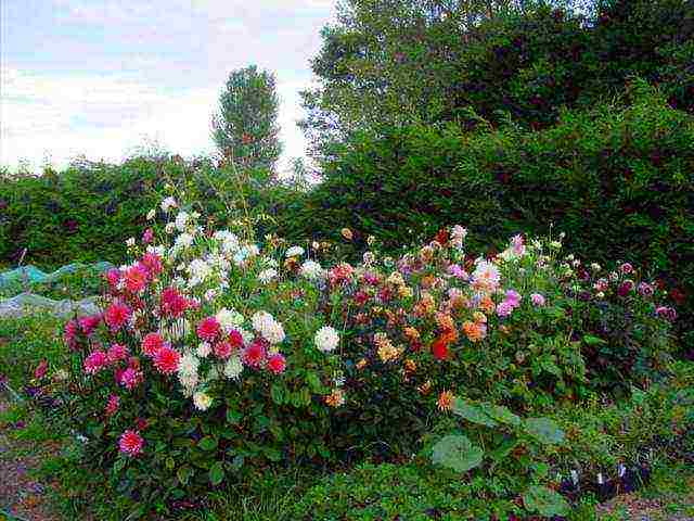 dahlia from seeds, planting and care in the open field