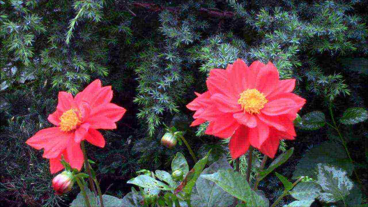 dahlia funny guys planting and care in the open field