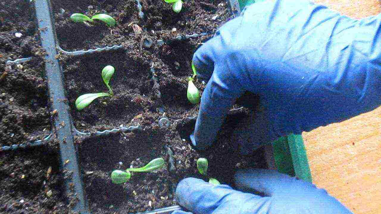 dahlia funny guys planting and care in the open field