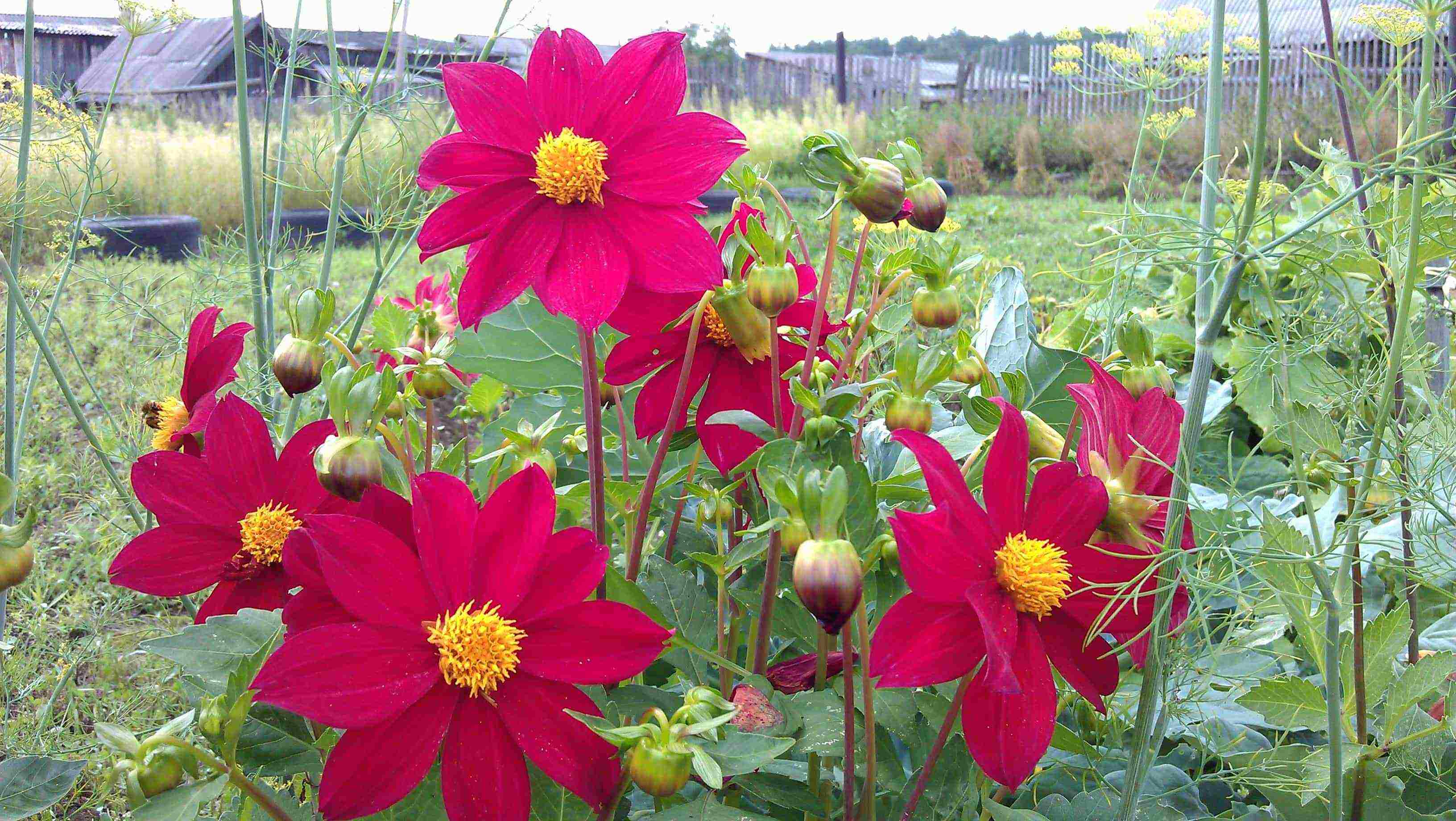 dahlia nakakatawang mga lalaki na nagtatanim at nagmamalasakit sa bukas na bukid