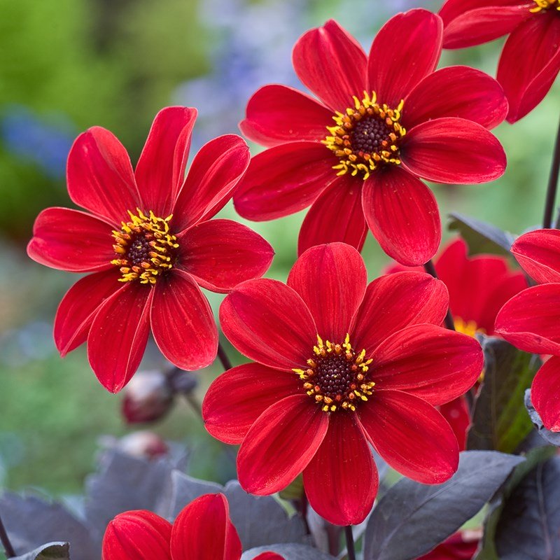 dahlia funny guys planting and care in the open field