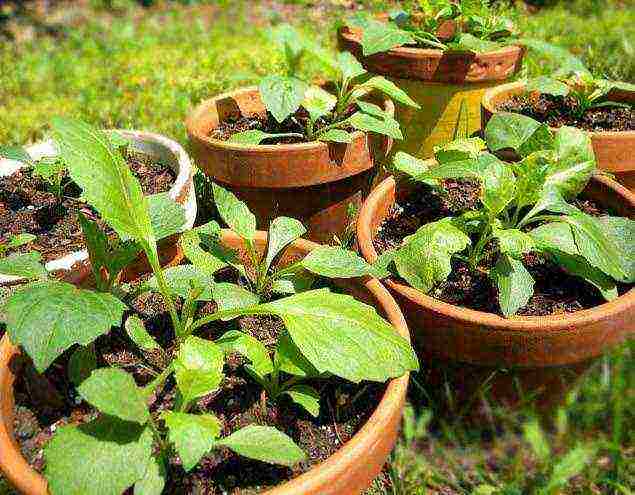 dahlia nakakatawang mga lalaki na nagtatanim at nagmamalasakit sa bukas na bukid