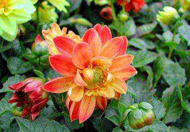 dahlia funny guys planting and care in the open field