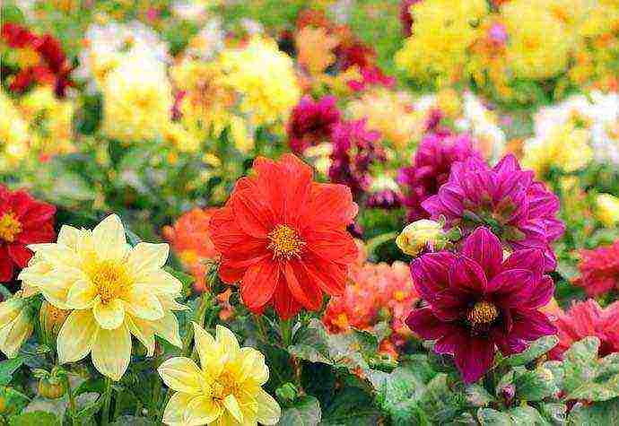 dahlia funny guys planting and care in the open field