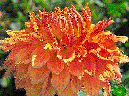 dahlias are the best varieties