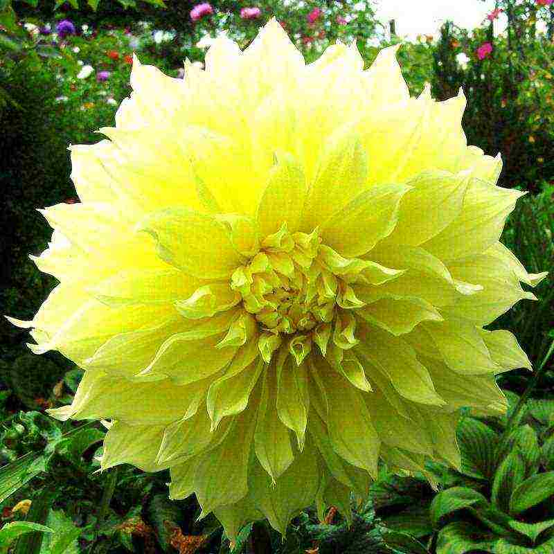 dahlias are the best varieties