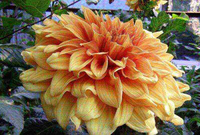 dahlias are the best varieties