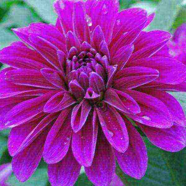 dahlias are the best varieties