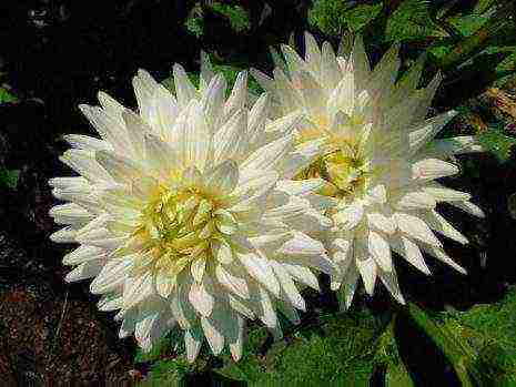 dahlias are the best varieties