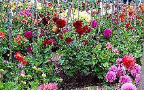 dahlias are the best varieties