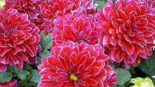 dahlias are the best varieties