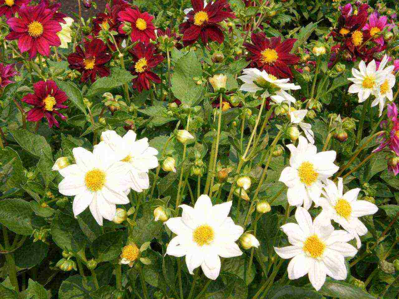 dahlias funny guys planting and care in the open field