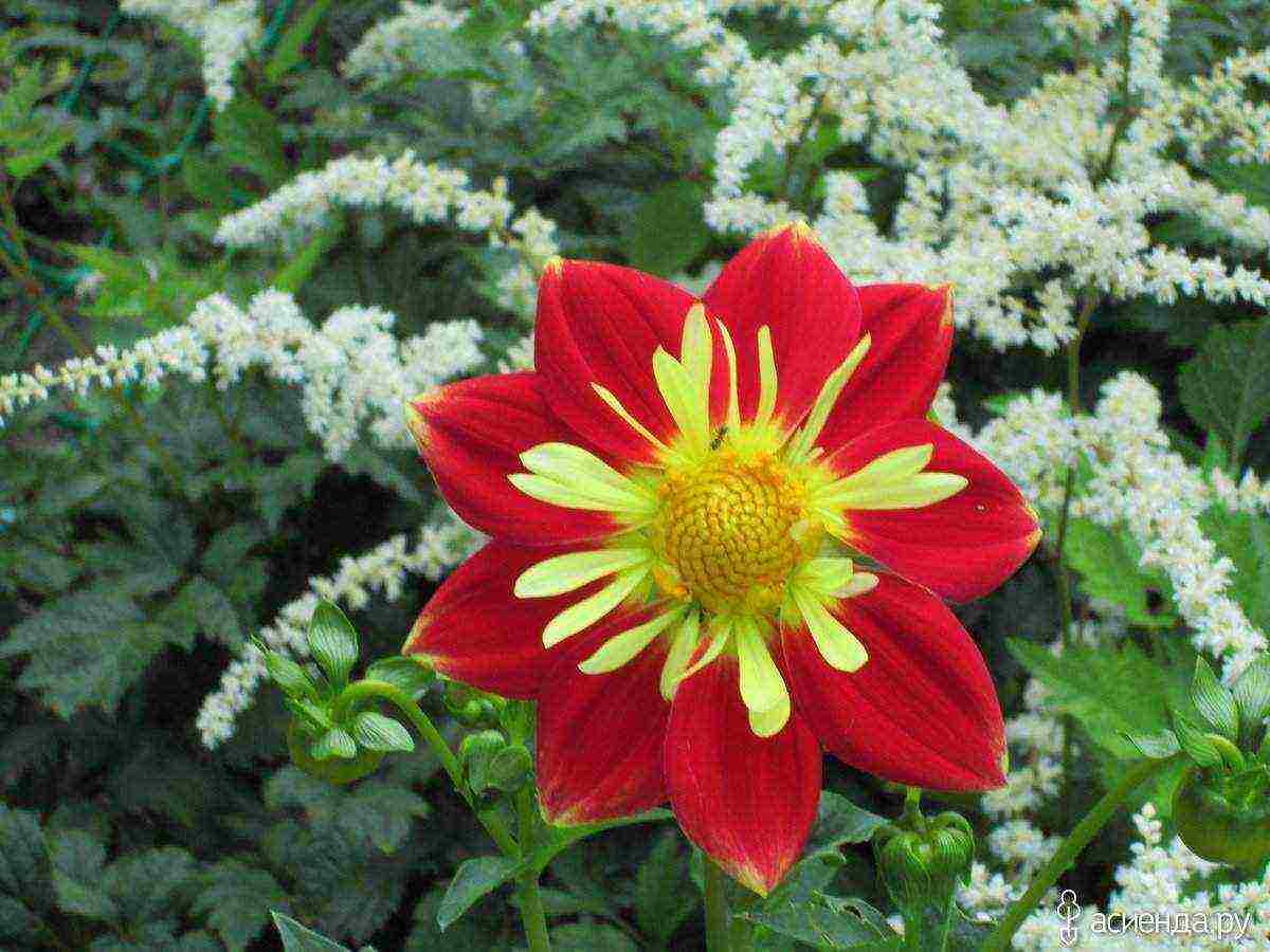 dahlias funny guys planting and care in the open field