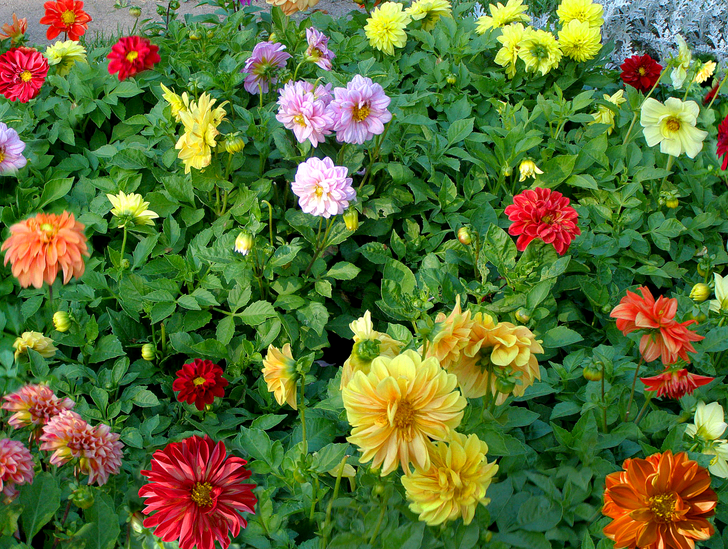 dahlias nakakatawang mga lalaki na nagtatanim at nagmamalasakit sa bukas na bukid