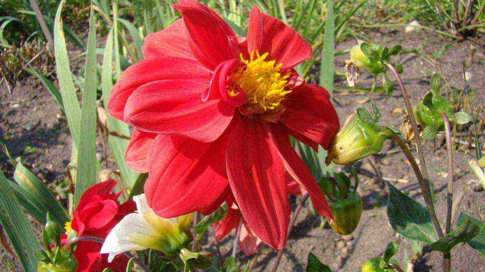 dahlias funny guys planting and care in the open field