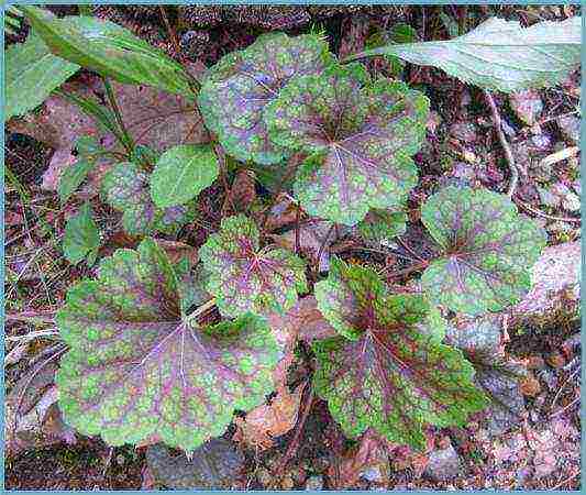 geyhera blood red planting and care in the open field