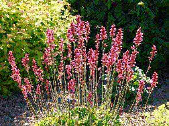 geyhera blood red planting and care in the open field