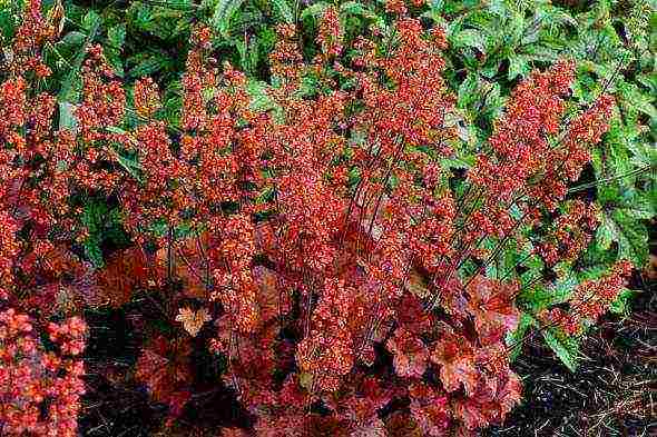 geyhera blood red planting and care in the open field