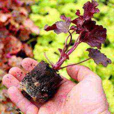 geyhera blood red planting and care in the open field