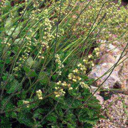 geyhera blood red planting and care in the open field