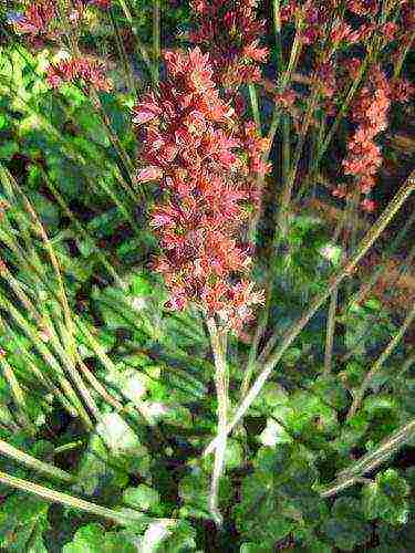 geyhera blood red planting and care in the open field