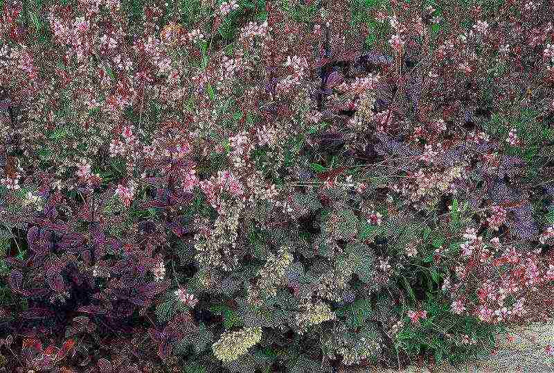 geyhera blood red planting and care in the open field