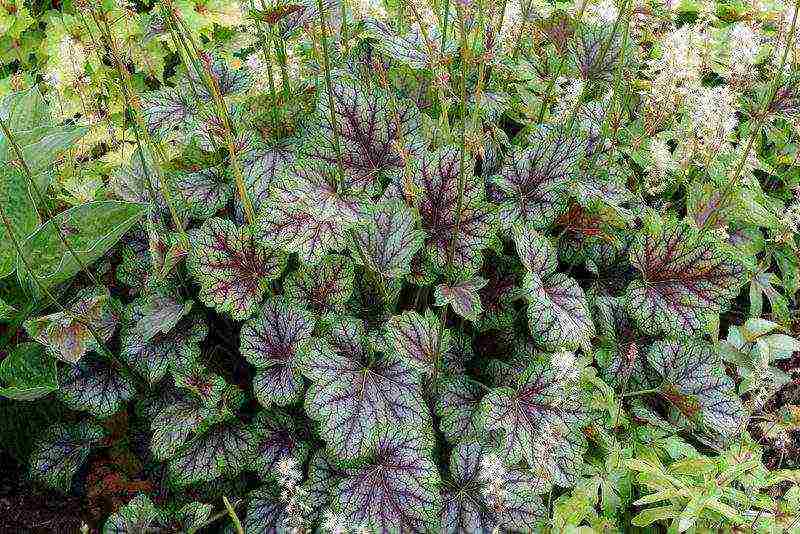 geyhera blood red planting and care in the open field