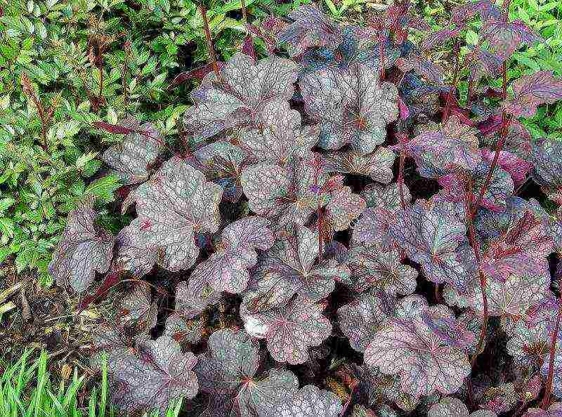 geyhera blood red planting and care in the open field