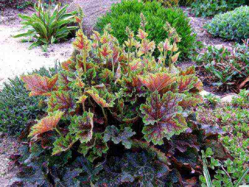 geyhera blood red planting and care in the open field