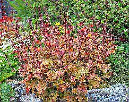 geyhera blood red planting and care in the open field