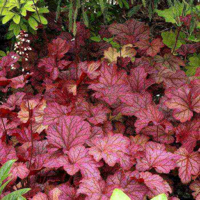 geyhera blood red planting and care in the open field