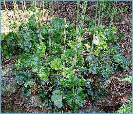 geyhera blood red planting and care in the open field