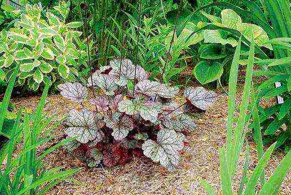 geyhera planting and care in the open field planting time