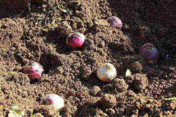 hyacinths planting and care in the open field in the southern urals