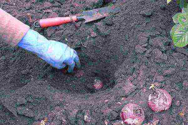 hyacinths planting and care in the open field in the southern urals