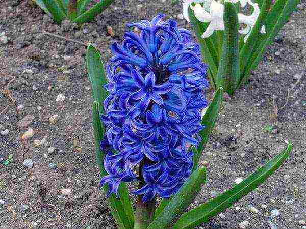 hyacinths planting and care in the open field in the southern urals