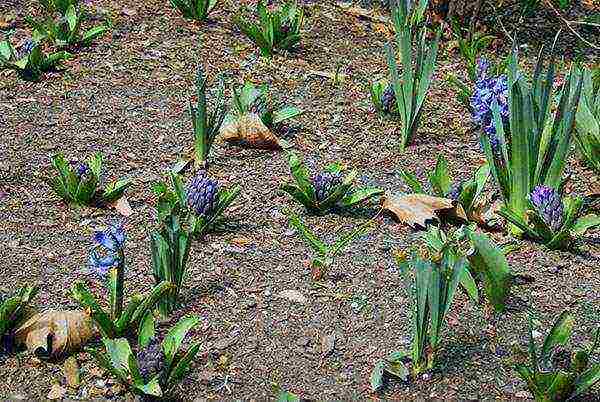 hyacinths planting and care in the open field in the southern urals