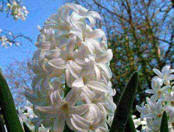 hyacinths planting and care in the open field in the southern urals