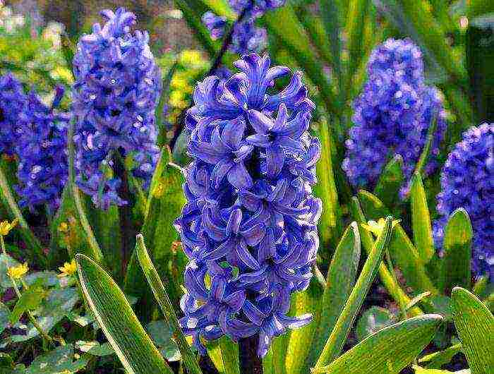 hyacinths planting and care in the open field in the southern urals