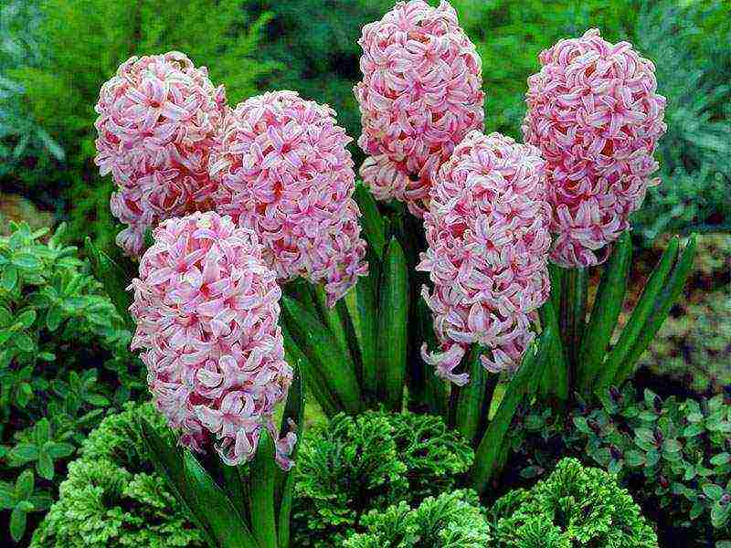 hyacinths planting and care in the open field in the southern urals