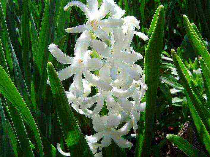 hyacinths planting and care in the open field in the southern urals