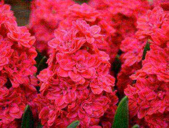 hyacinths planting and care in the open field in the southern urals