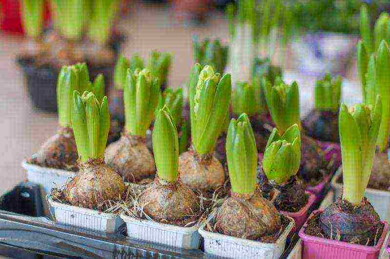 hyacinths planting and care in the open field in the southern urals