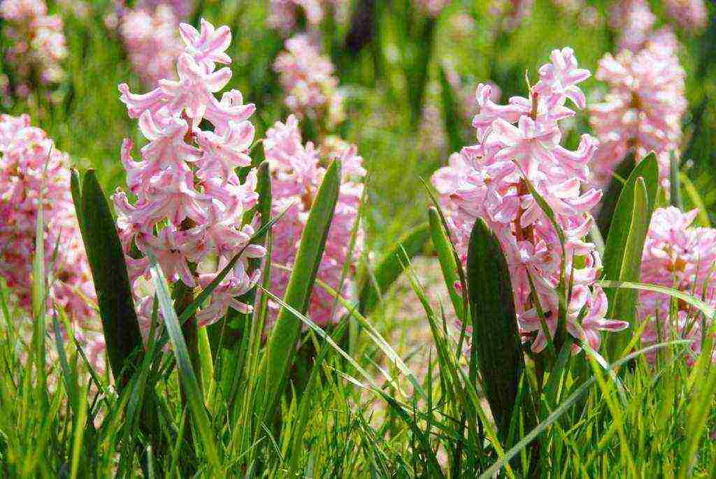 hyacinths planting and care in the open field in the southern urals