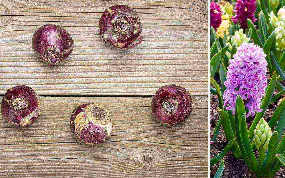 pagtatanim at pangangalaga ng hyacinths sa bukas na bukid sa southern urals